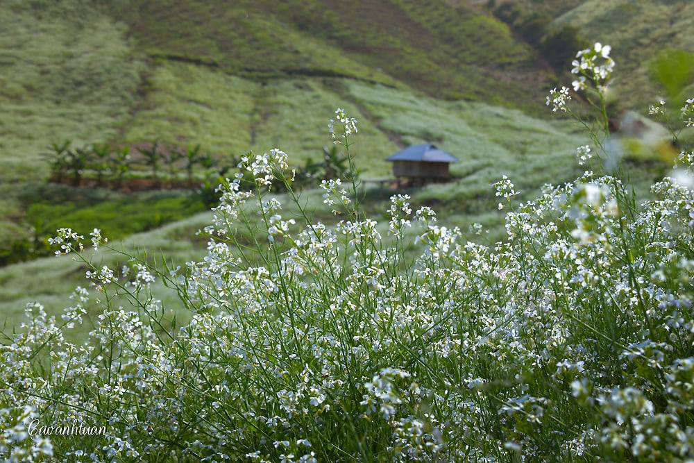 Tour Mai Châu - Mộc Châu 2N1Đ