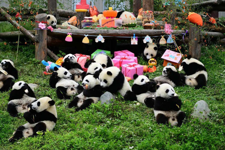 Tour Trùng Khánh - Cửu Trại Câu - Trượt Tuyết Gia Cô Sơn - Vườn Gấu Trúc 6 Ngày 5 Đêm