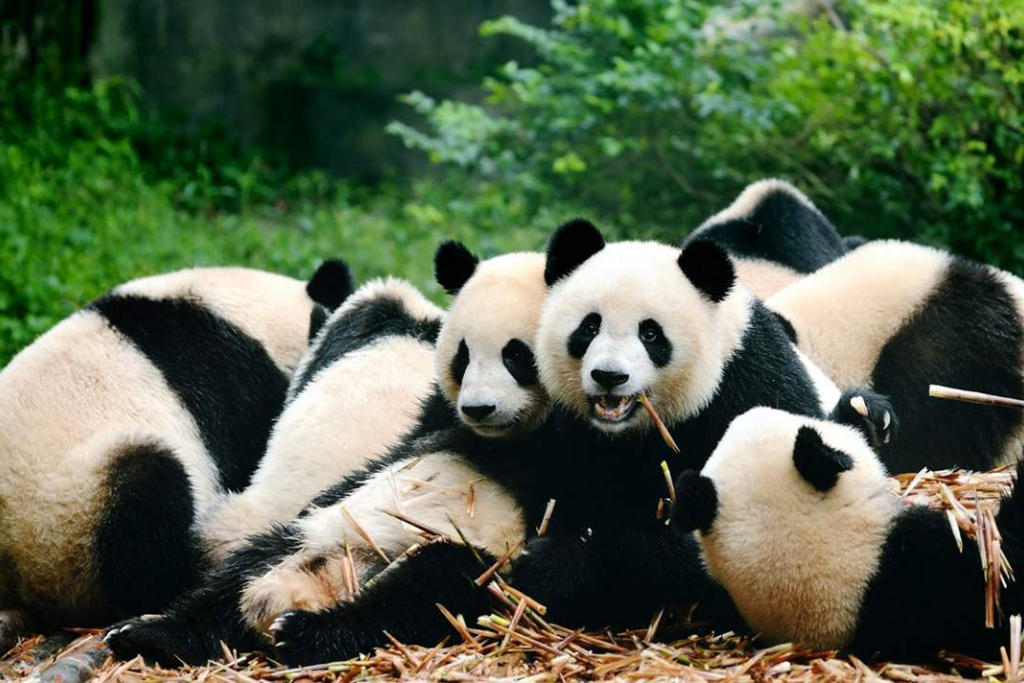 Tour Trùng Khánh - Cửu Trại Câu - Thành Đô 6 Ngày 5 Đêm