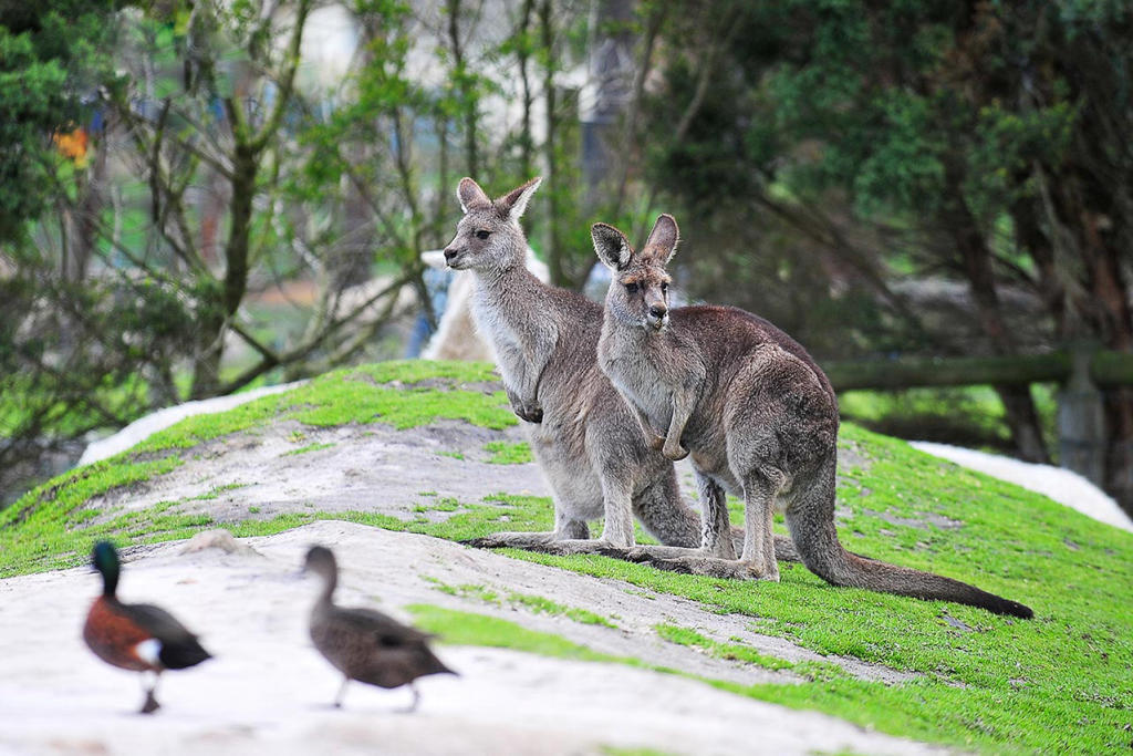 [Tour Tết] Tour Du Lịch Úc Tết 2025 8 Ngày 7 Đêm