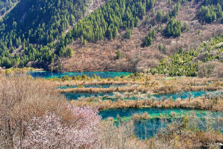 Tour Thành Đô - Cửu Trại Câu - Công Viên Gấu Trúc - Lạc Sơn Đại Phật 6N5Đ