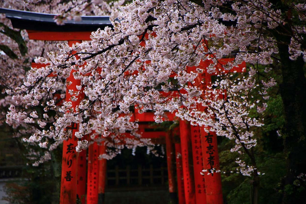 Tour Nhật Bản Cung Đường Làng Cổ Shirakawago Mùa Hoa Anh Đào Từ Sài Gòn