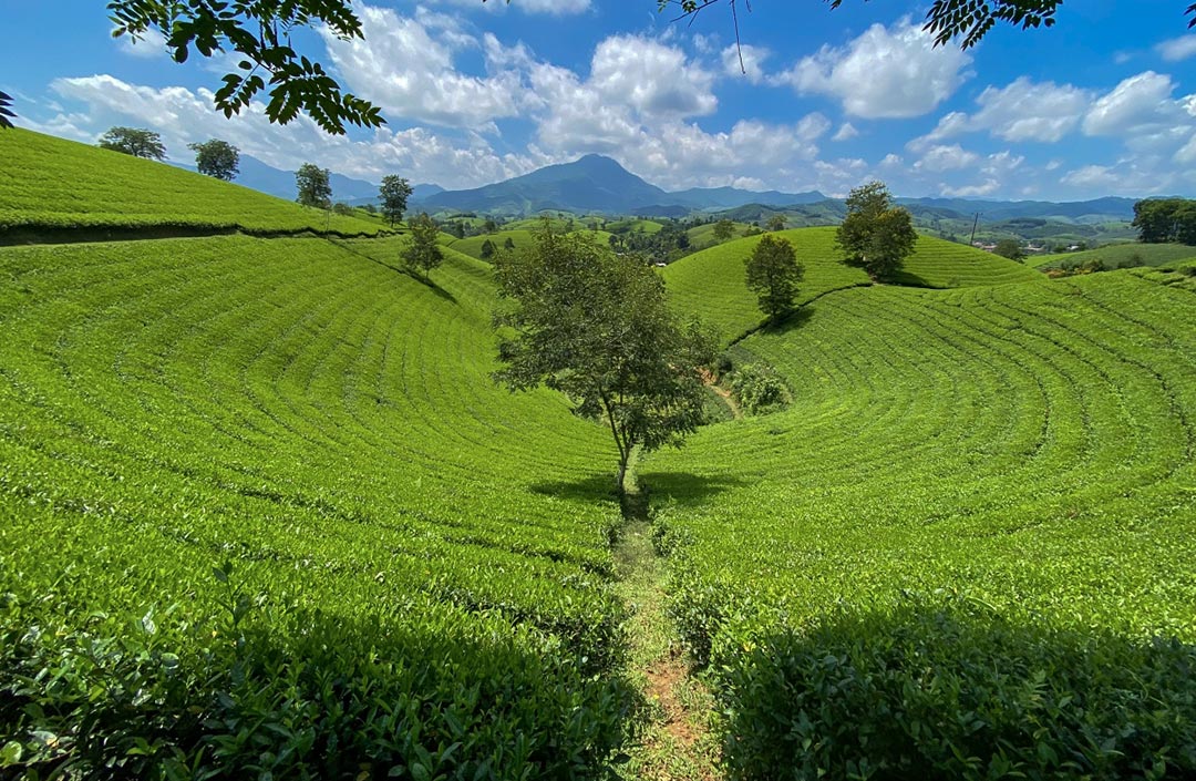 Tour Ngắm Lúa: Sài Gòn - Hà Nội - Mù Cang Chải - Ninh Bình - Hạ Long 6N5Đ