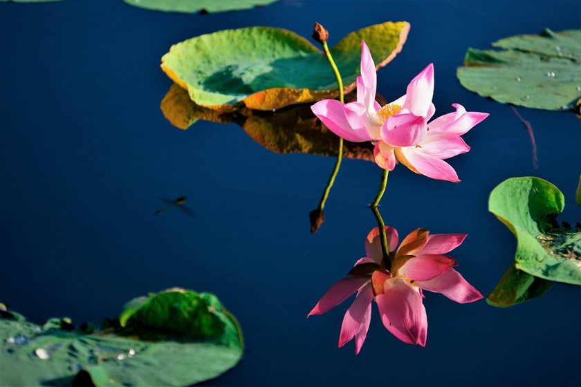 Tour Hà Nội - Cần Thơ - Côn Đảo 4 Ngày 3 Đêm