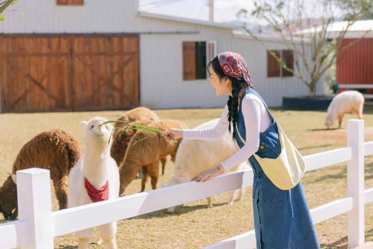 Tour Hà Nội - Đà Lạt - Buôn Mê Thuột 5 Ngày 4 Đêm