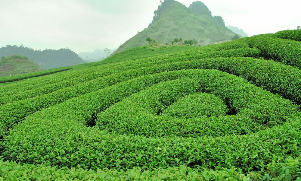 Tour Du Lịch Hà Nội - Mộc Châu Trọn Gói 2 Ngày 1 Đêm