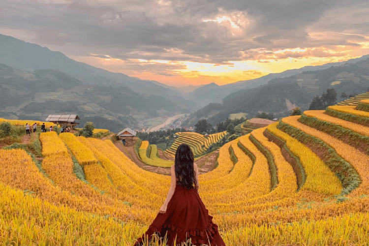 Tour Mù Cang Chải - Ngọc Chiến - Tà Xùa Mùa Lúa Chín 3 Ngày 2 Đêm