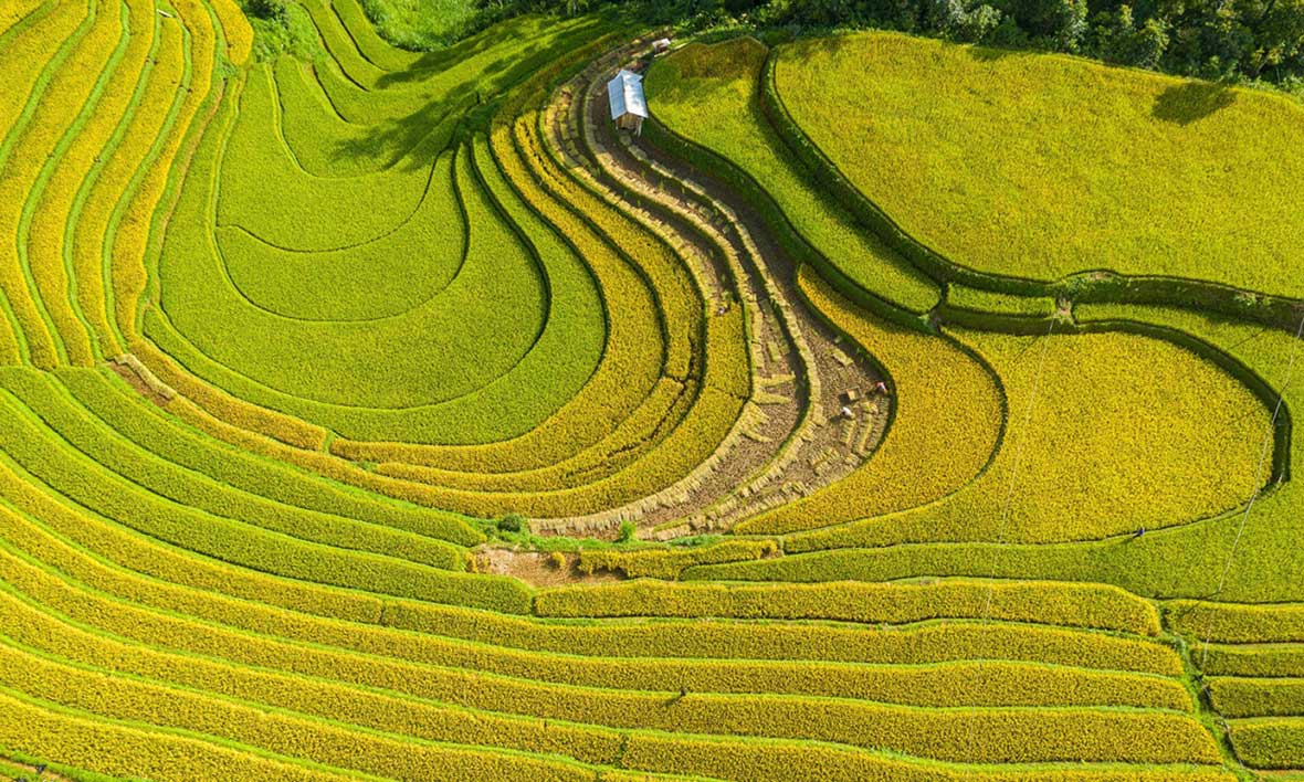 Tour Du Lịch Mù Cang Chải Mùa Lúa Chín 2 Ngày 1 Đêm