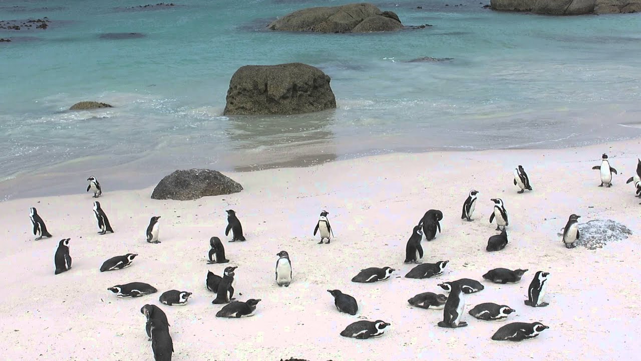 Tour du lịch Nam Phi 8 ngày 7 đêm