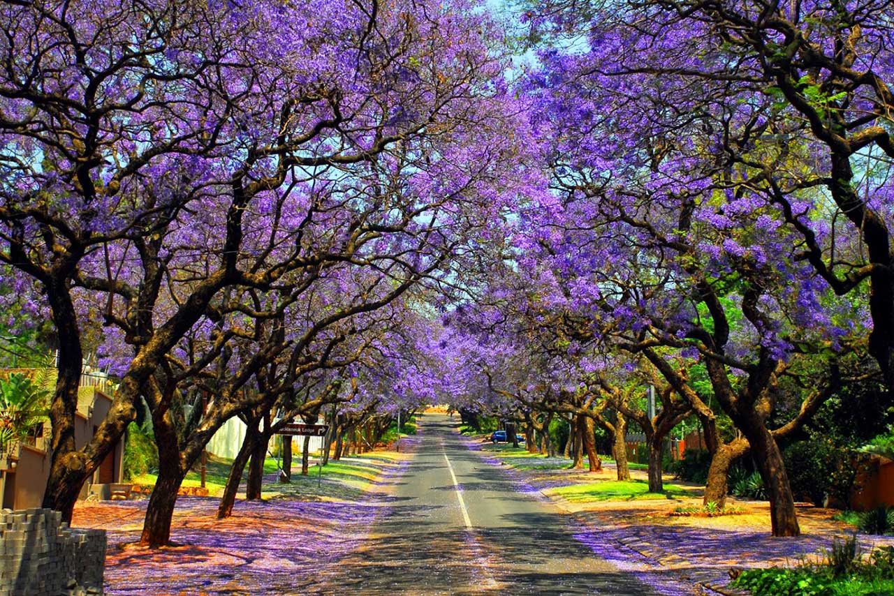 Tour du lịch Nam Phi 8 ngày 7 đêm