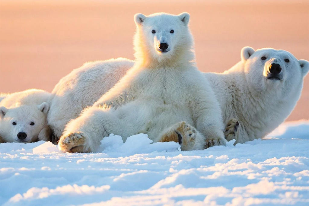 Tour Mùa Đông Ở Hokkaido - Cuộc Phiêu Lưu Tuyết Trắng Đầy Lôi Cuốn