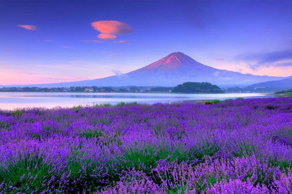 Tour Nhật Bản: Tokyo Mono - Thủy Cung Kamogawa 5 Ngày 4 Đêm