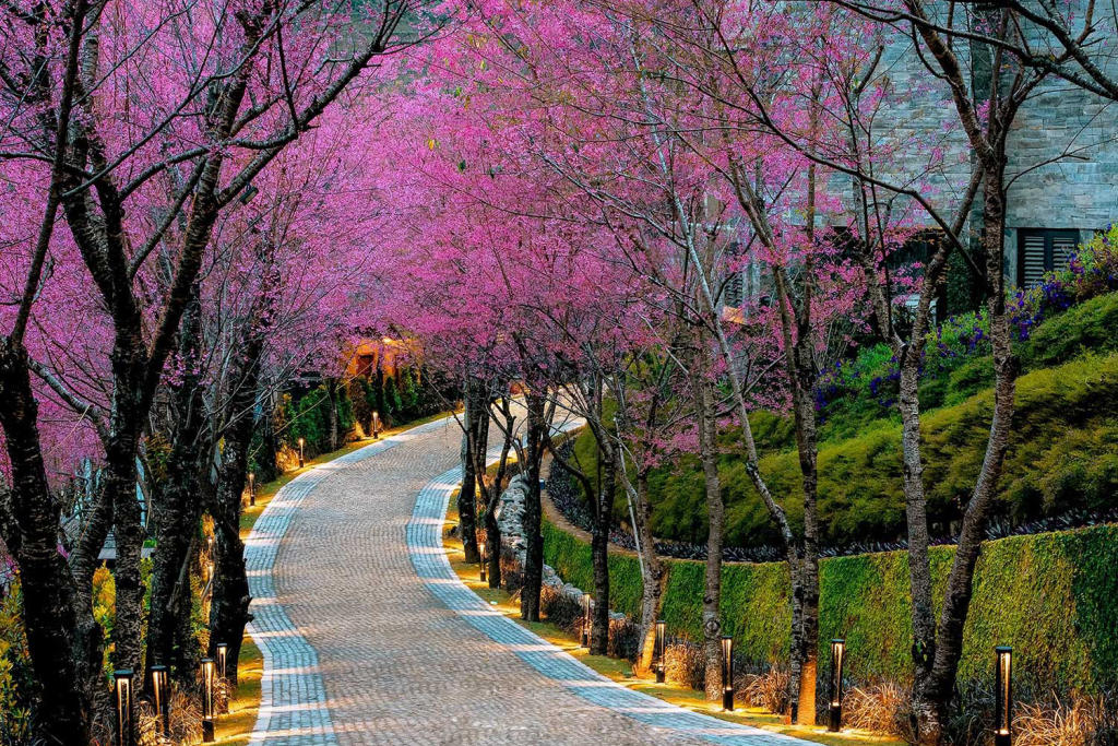 Combo Garrya Mù Cang Chải + Xe đưa đón 2N1Đ