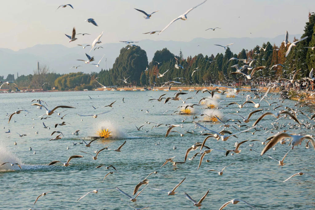 Tour Hà Khẩu - Côn Minh - Núi Tuyết Kiệu Tử Sơn 4 Ngày 4 Đêm