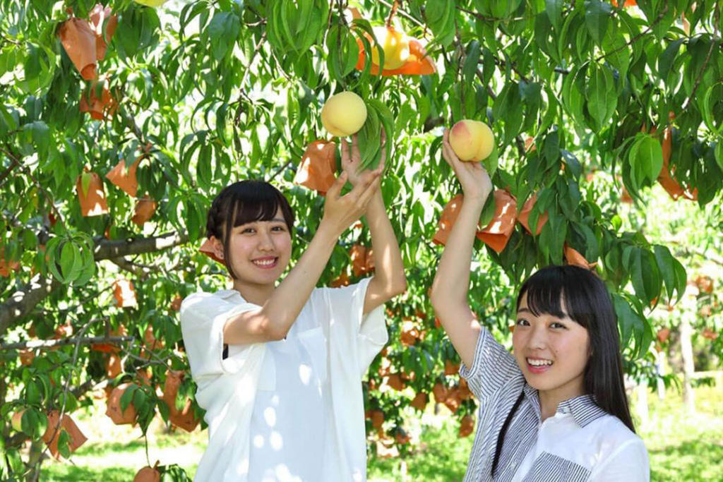 Tour Nhật Bản Hành Trình Vàng Mùa Hoa Anh Đào 6N5Đ