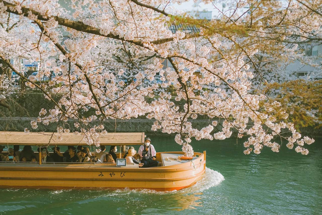 Tour Nhật Bản: Lễ Hội Hoa Anh Đào - Tulip 5 Ngày 4 Đêm