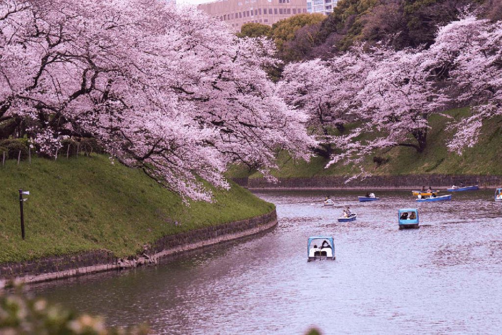 Tour Nhật Bản: Lễ Hội Hoa Anh Đào - Tulip 5 Ngày 4 Đêm