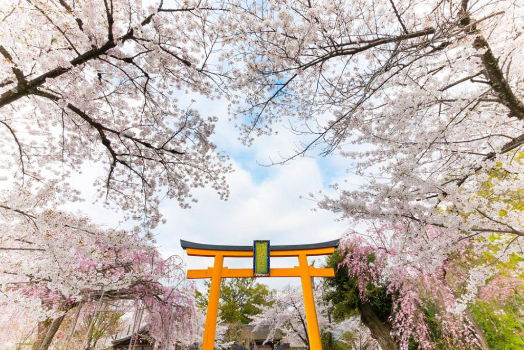 Tour Nhật Bản Hành Trình Vàng Mùa Hoa Anh Đào 6N5Đ