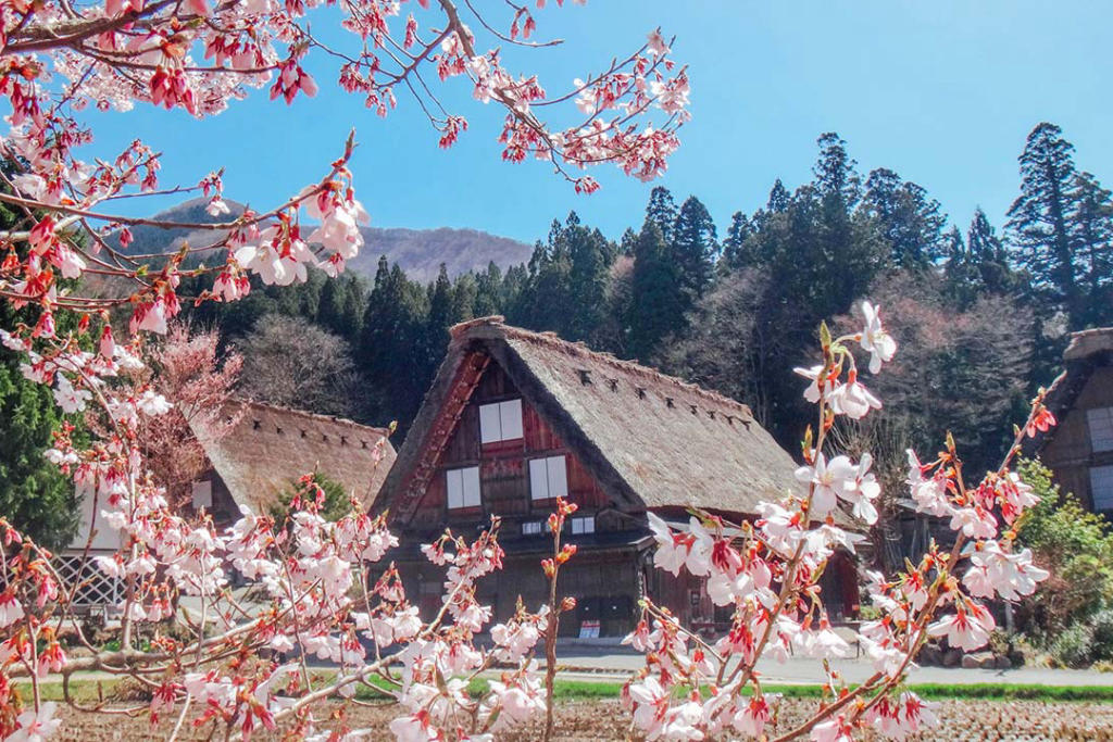 Tour Nhật Bản Cung Đường Làng Cổ Shirakawago Mùa Hoa Anh Đào 6N5Đ