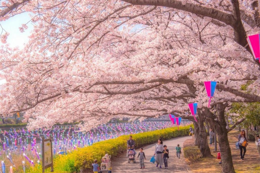 Tour Nhật Bản Hành Trình Vàng Mùa Hoa Anh Đào 6N5Đ