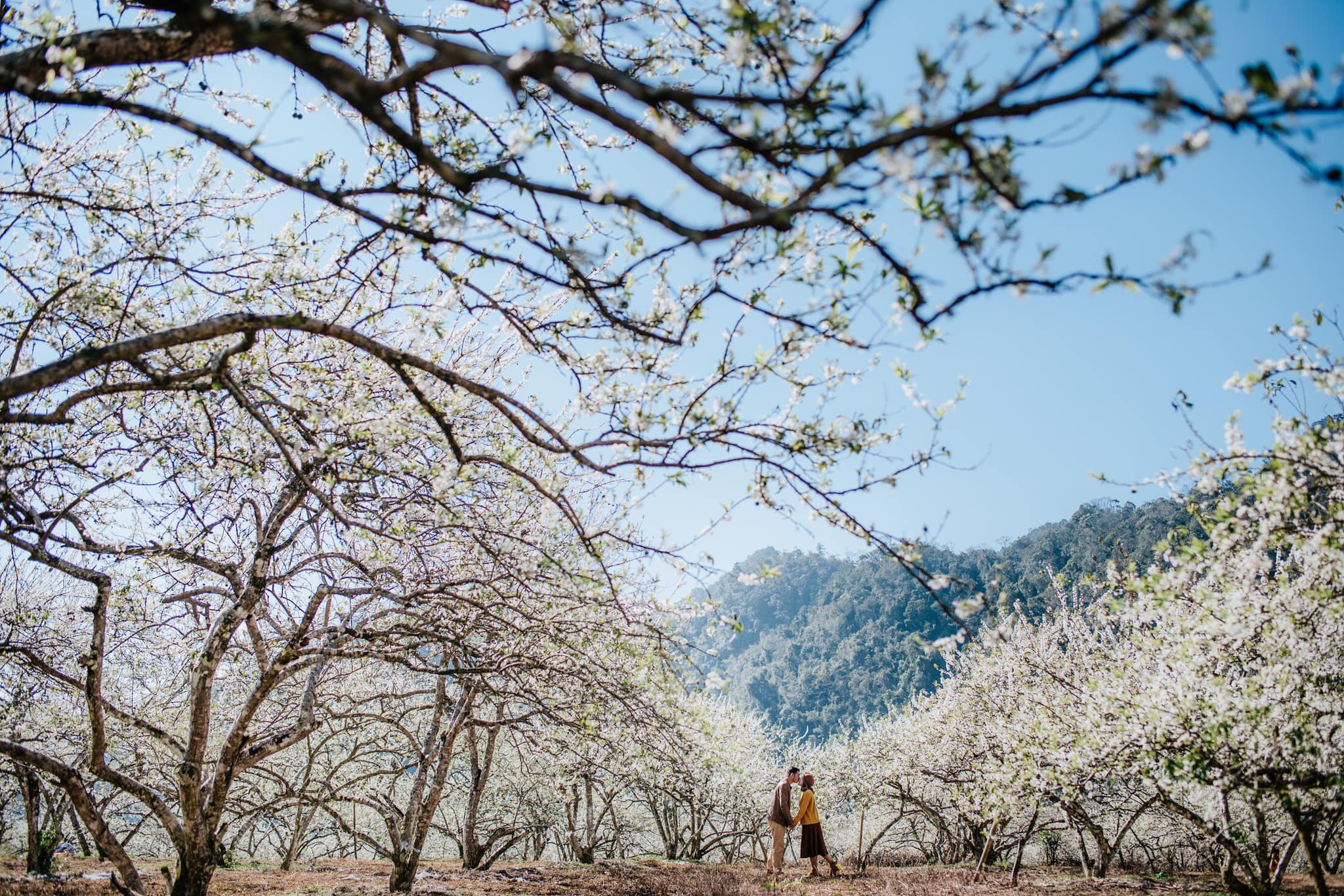 Tour Du Lịch Hà Nội - Mộc Châu Trọn Gói 2 Ngày 1 Đêm