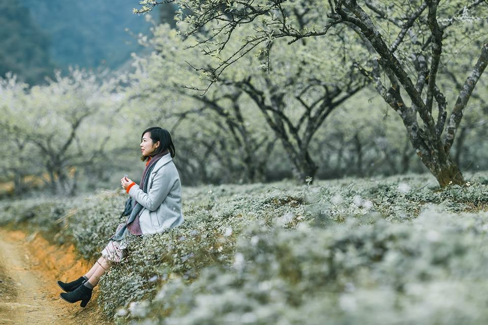 Tour Du Lịch Hà Nội - Mộc Châu Trọn Gói 2 Ngày 1 Đêm