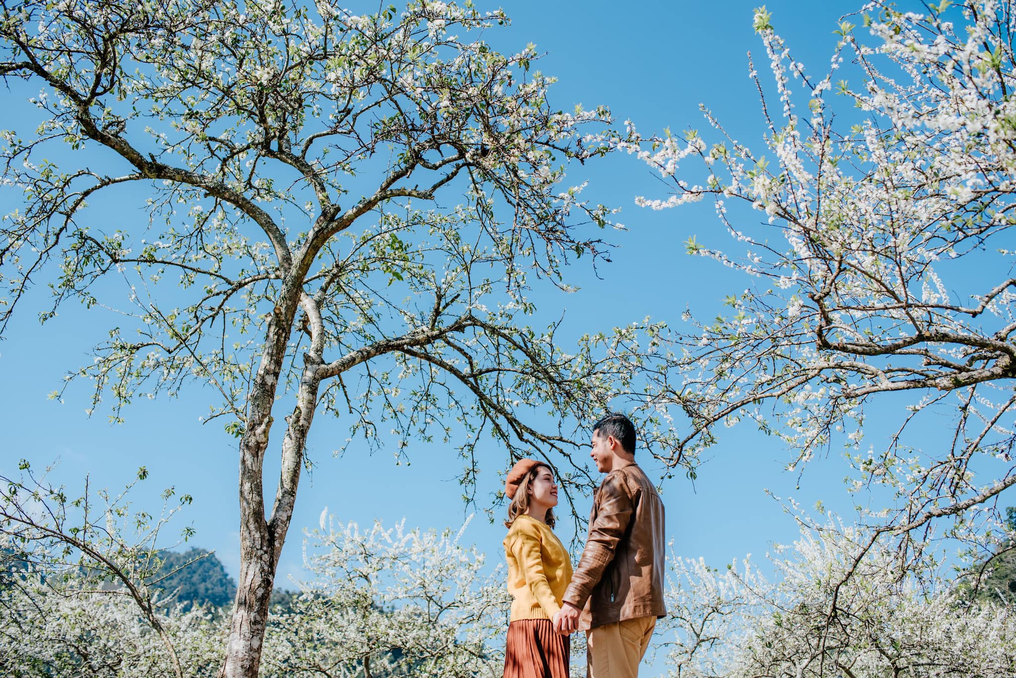 Tour Du Lịch Hà Nội - Mộc Châu Trọn Gói 2 Ngày 1 Đêm