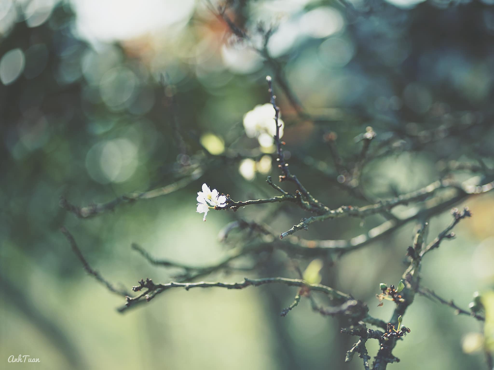 Tour Mai Châu - Mộc Châu 2N1Đ