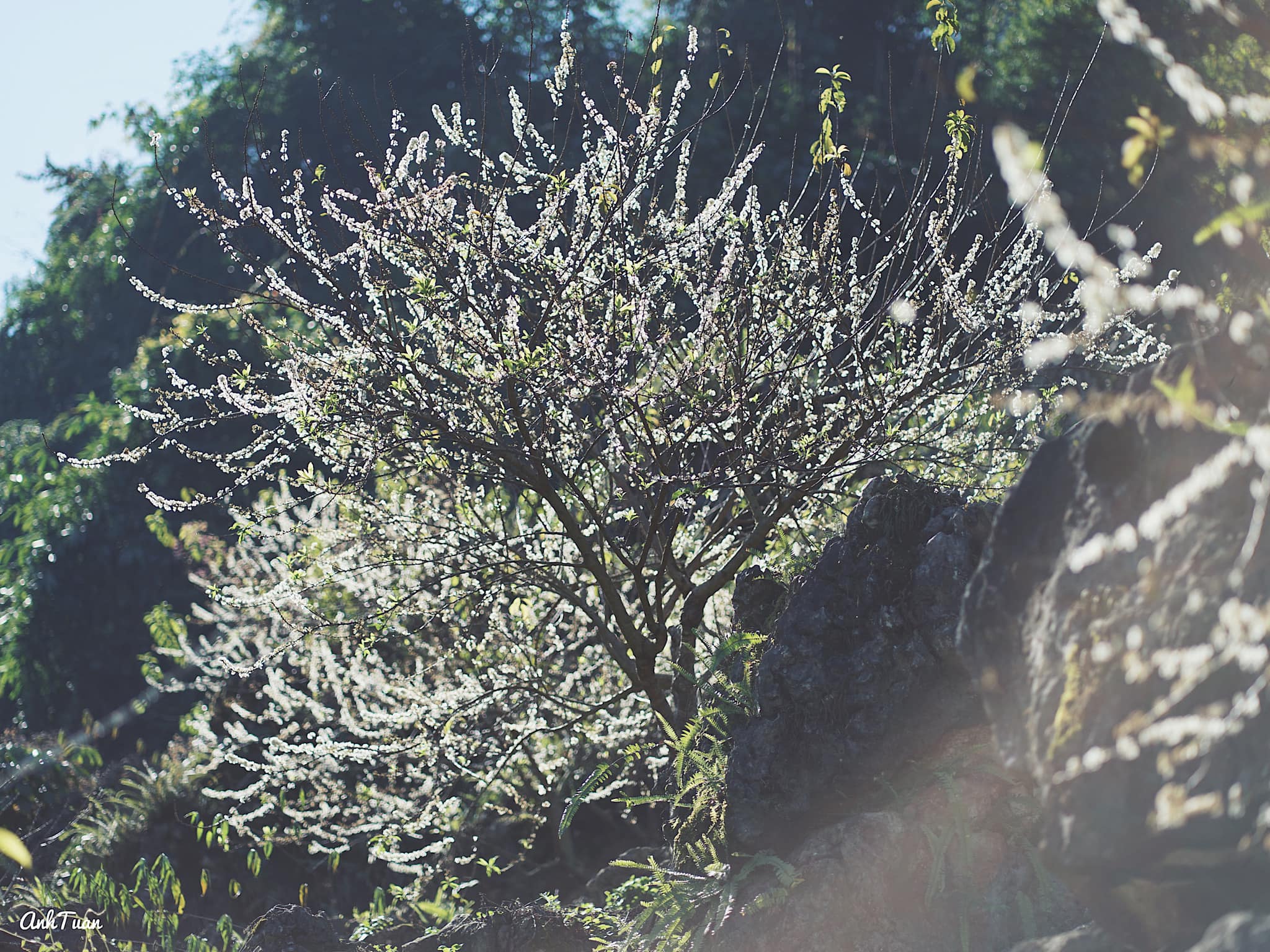 Tour Mai Châu - Mộc Châu 2N1Đ