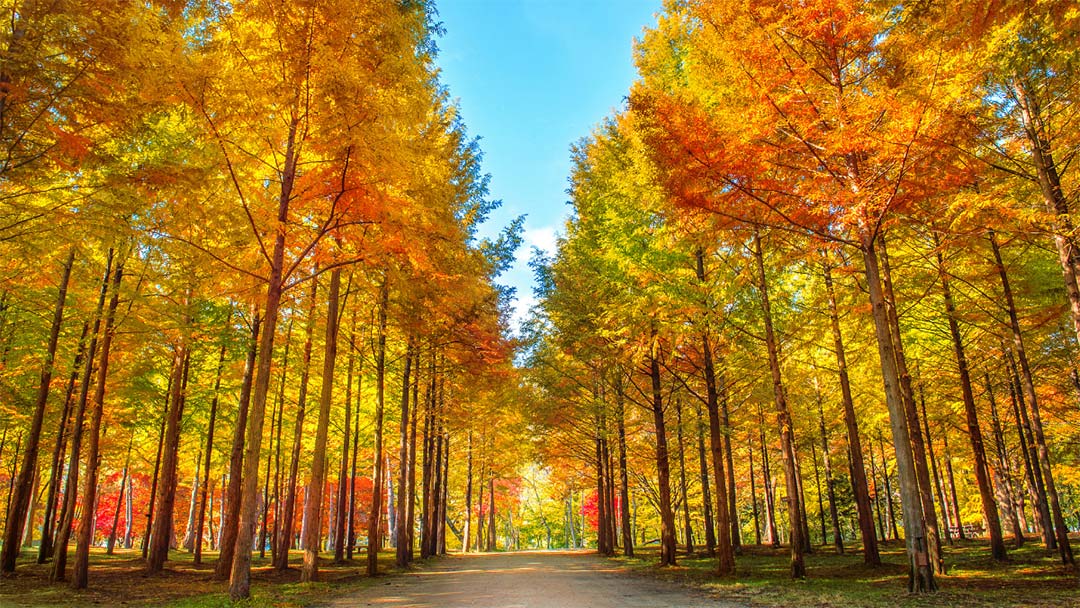 Tour du lịch Hàn Quốc Mùa Thu: Hà Nội - Seoul - Nami - Everland 5 ngày 4 đêm