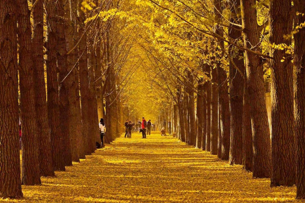 Tour Nhật Bản Mùa Thu: Cung Đường Làng Cổ Shirakawago