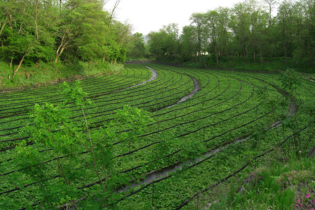 Tour Đón Năm Mới Ở Làng Cổ Tích Shirakawago