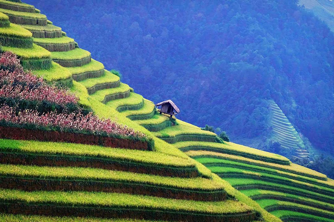 Tour Ngắm Lúa Chín: Sài Gòn - Hà Nội - Mù Cang Chải - Hà Giang 5N5Đ