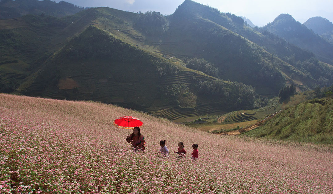 Tour Hoàng Su Phì - Simacai - Bắc Hà 3 Ngày 2 Đêm