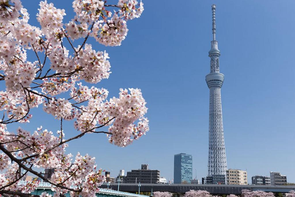 Tour Nhật Bản: Lễ Hội Hoa Anh Đào - Tulip 5 Ngày 4 Đêm