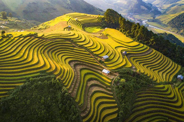 Tour Mù Cang Chải - Ngọc Chiến - Tà Xùa Mùa Lúa Chín 3 Ngày 2 Đêm