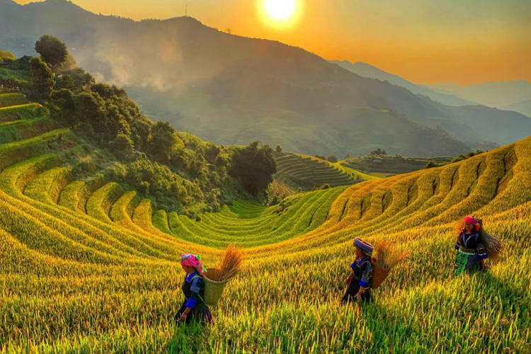 Tour Mù Cang Chải - Ngọc Chiến - Tà Xùa Mùa Lúa Chín 3 Ngày 2 Đêm