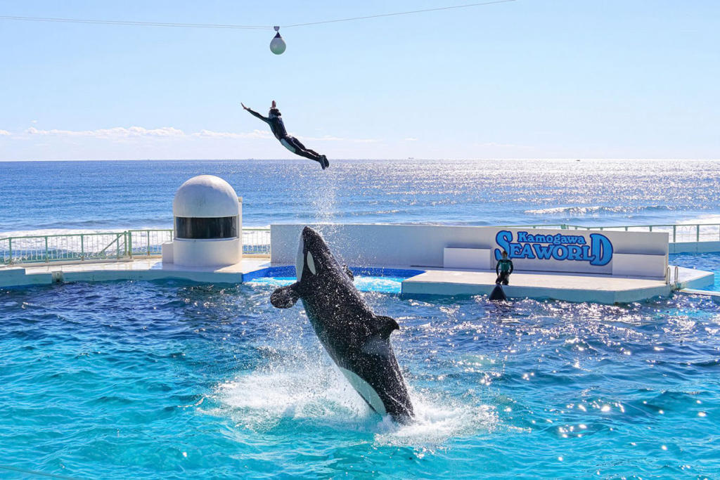 Tour Nhật Bản: Tokyo Mono - Thủy Cung Kamogawa 5 Ngày 4 Đêm