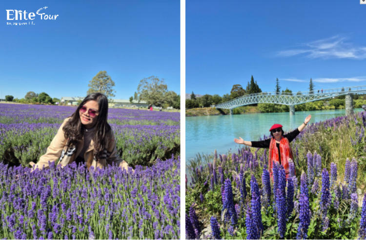 Tour New Zealand 9N8Đ: Auckland - Hobbiton - Queenstown - Đỉnh Núi Cook