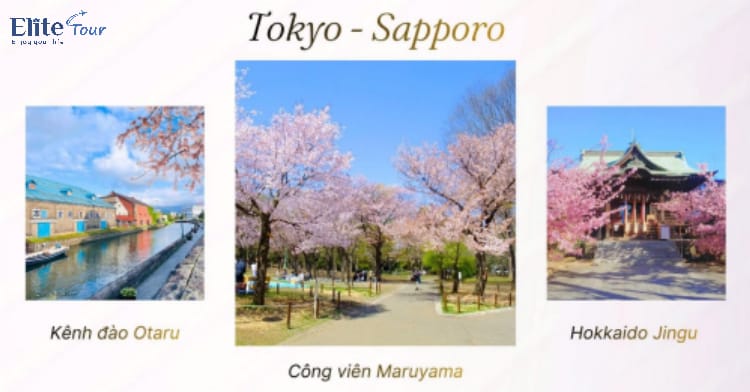 Tour Nhật Bản: Hokkaido - Tokyo ngắm hoa anh đào và tử đằng 6N5Đ