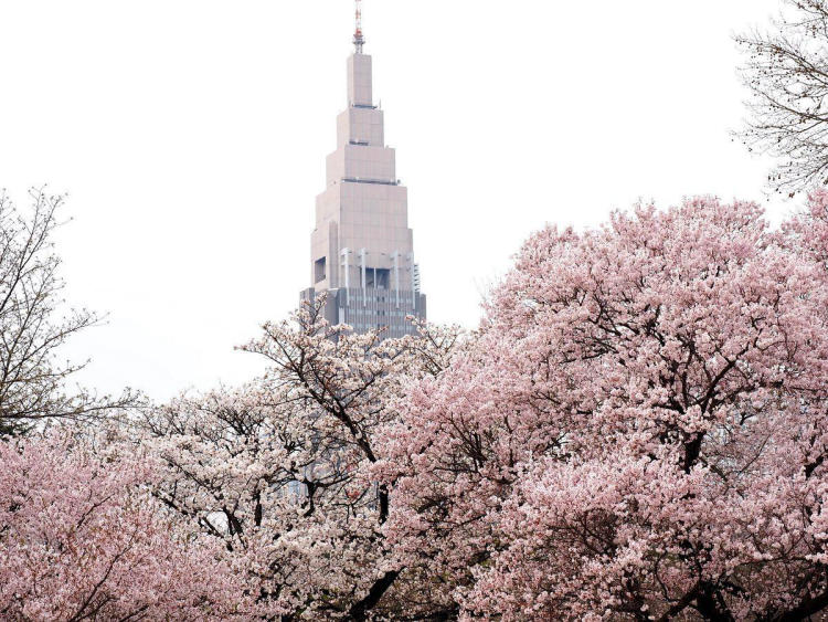 Tour Nhật Bản Tokyo - Núi Phú Sĩ - Lễ hội hoa Anh Đào hoa Tulip 5N4Đ