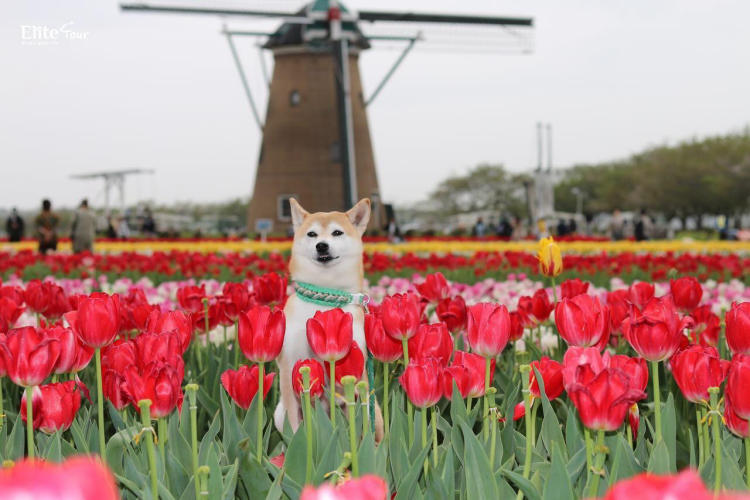 Tour Nhật Bản Tokyo - Núi Phú Sĩ - Lễ hội hoa Anh Đào hoa Tulip 5N4Đ