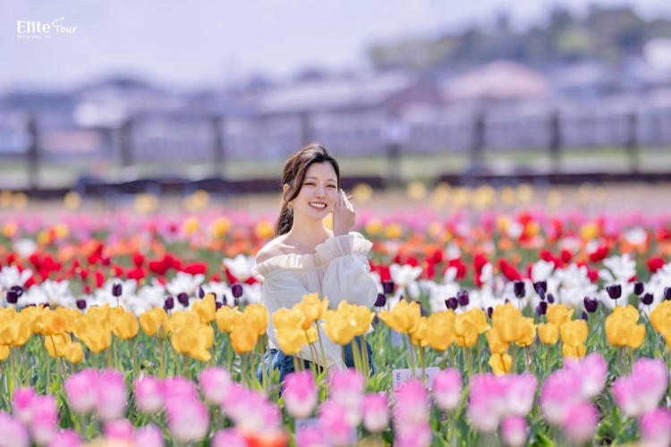 Tour Nhật Bản Tokyo - Núi Phú Sĩ - Lễ hội hoa Anh Đào hoa Tulip 5N4Đ