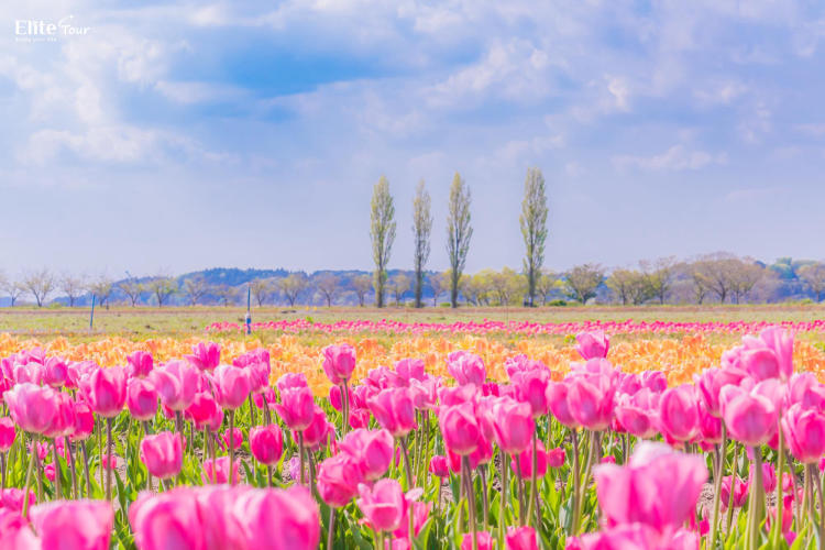 Tour Nhật Bản Tokyo - Núi Phú Sĩ - Lễ hội hoa Anh Đào hoa Tulip 5N4Đ