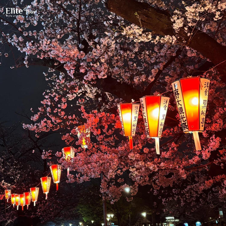 Tour Nhật Bản Tokyo - Núi Phú Sĩ - Lễ hội hoa Anh Đào hoa Tulip 5N4Đ