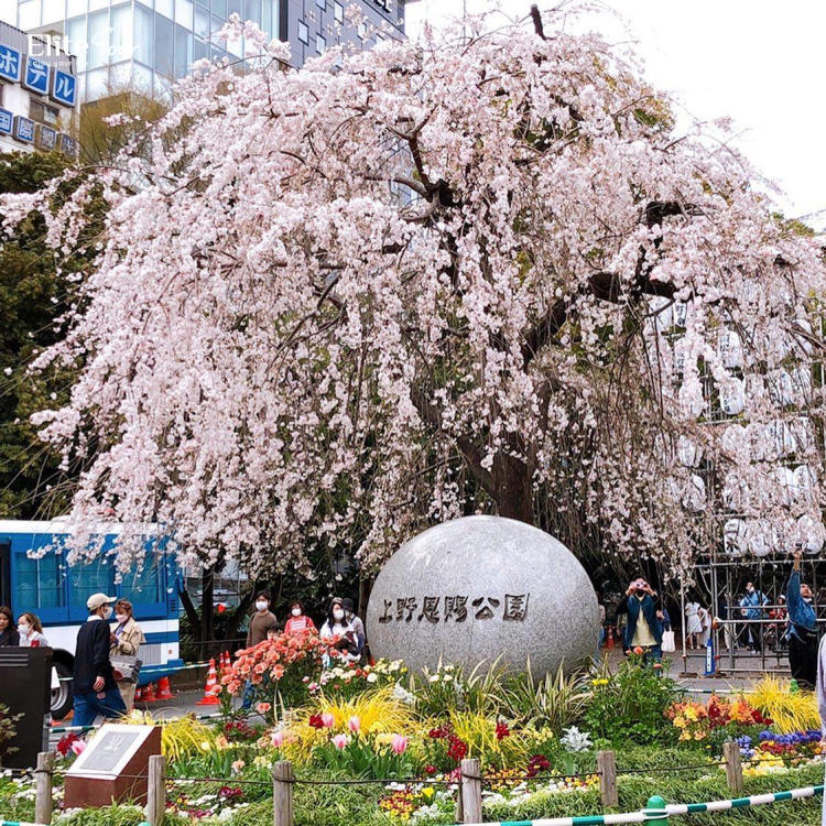 Tour Nhật Bản Tokyo - Núi Phú Sĩ - Lễ hội hoa Anh Đào hoa Tulip 5N4Đ