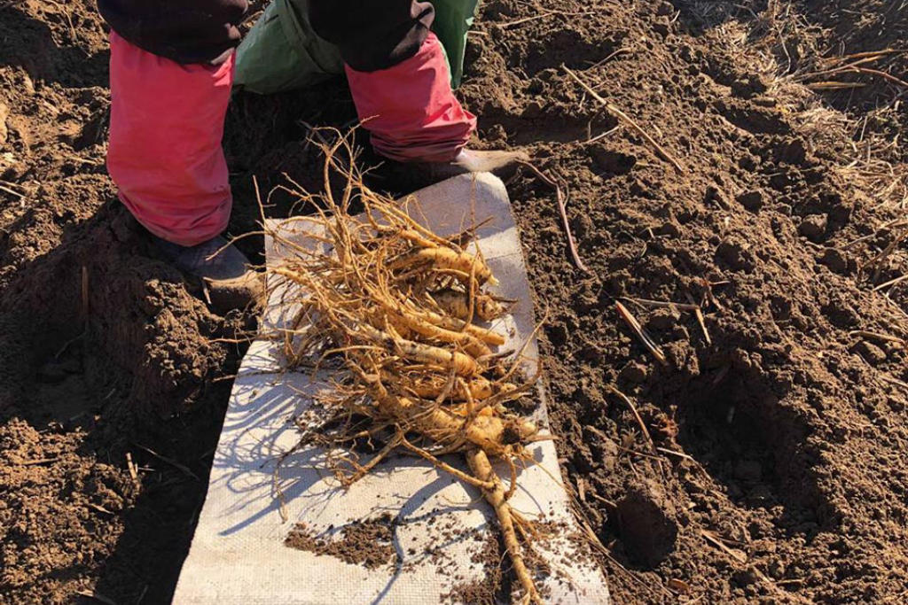 [TOUR TẾT] HÀ NỘI - SEOUL – NAMI – TRƯỢT TUYẾT – LÂU ĐÀI CỔ TÍCH LOTTE WORLD