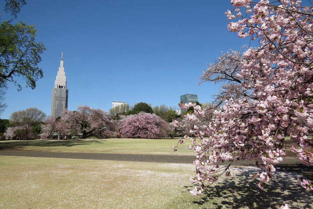 Tour Nhật Bản Cung Đường Làng Cổ Shirakawago Mùa Hoa Anh Đào 6N5Đ
