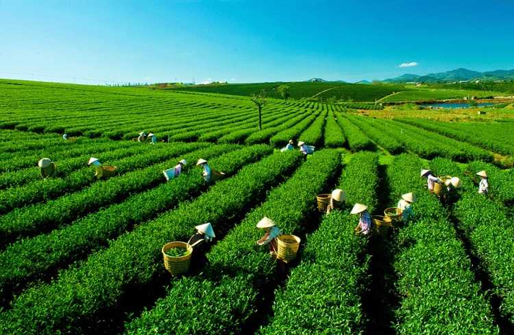 Đồi chè Tâm Châu