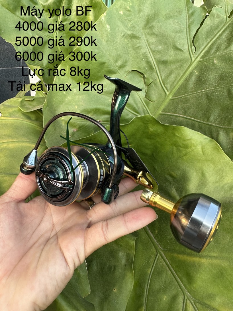 Máy câu cá Yolo BF mạ vàng siêu cute